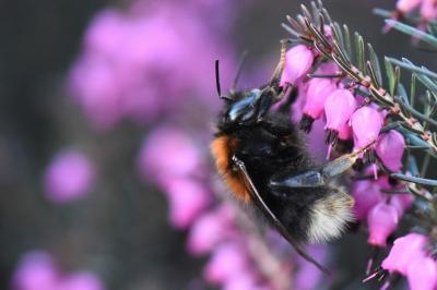Bombus hypnorum