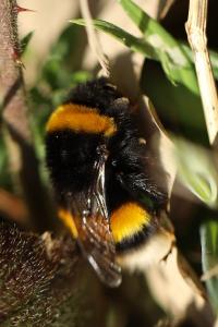 <i>Bombus terrestris/lucorum</i>