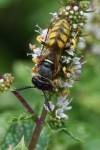 Philanthe apivore