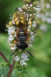 Philanthe apivore