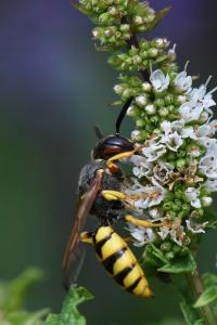 Philanthe apivore