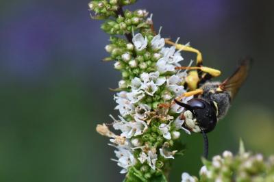 Philanthe apivore