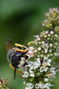 Philanthe apivore
