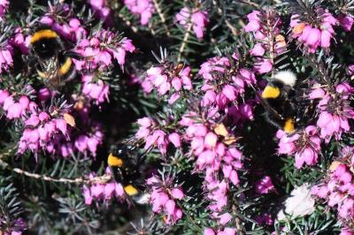 <i>Bombus terrestris/lucorum</i>