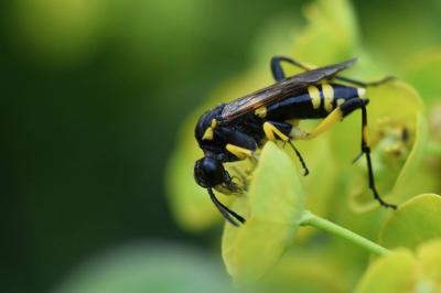 Mouche-à-scie à trois bandes jaunes