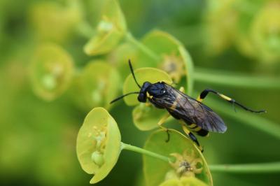 Mouche-à-scie à trois bandes jaunes