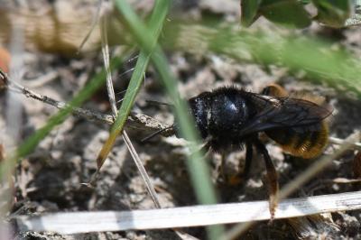 Osmie bicolore des caricoles