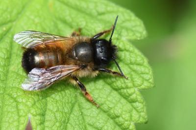 Osmia bicornis