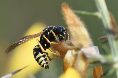 <i>Polistes nimpha</i>