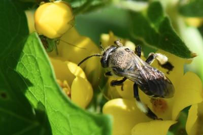 <i>Macropis europaea</i>