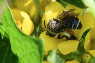 <i>Macropis europaea</i>