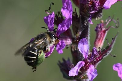 <i>Melitta nigricans</i>