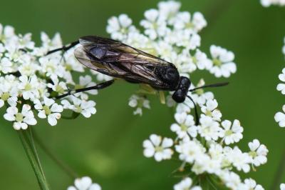 Mouche-à-scie à trois bandes jaunes