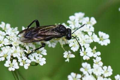 Mouche-à-scie à trois bandes jaunes