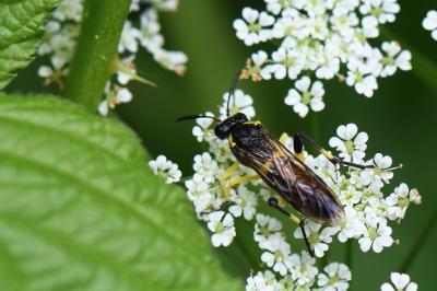 Mouche-à-scie à trois bandes jaunes