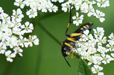 Mouche-à-scie à trois bandes jaunes
