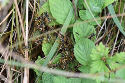 <i>Polistes nimpha</i>