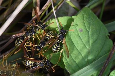 <i>Polistes nimpha</i>