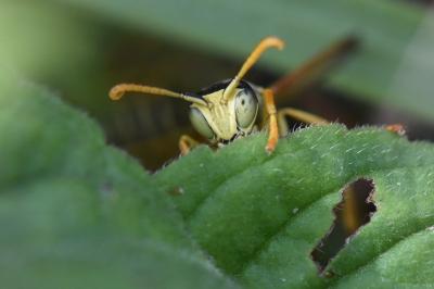 <i>Polistes nimpha</i>
