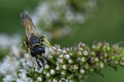 Philanthe apivore