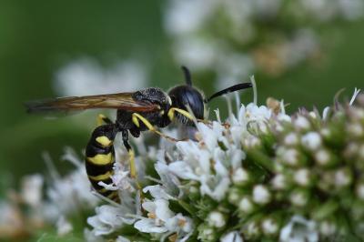 Philanthe apivore