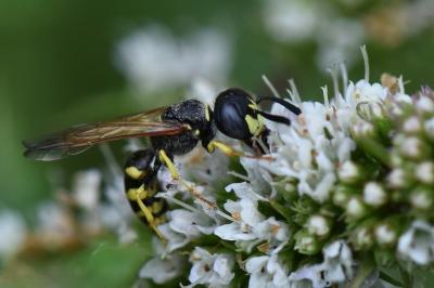 Philanthe apivore