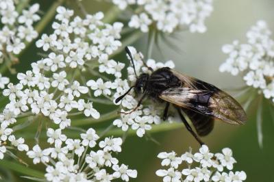 <i>Abia fasciata</i>
