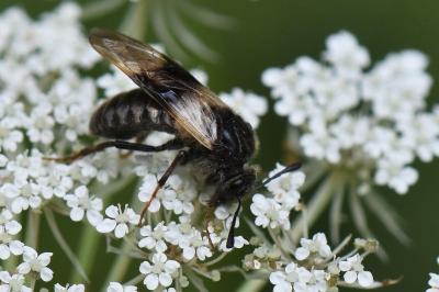 <i>Abia fasciata</i>