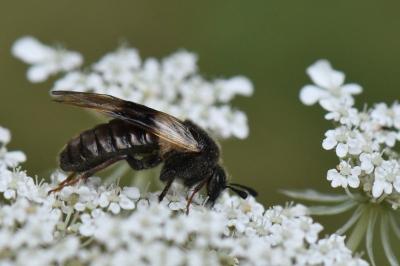 <i>Abia fasciata</i>