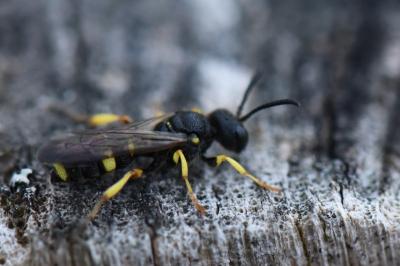 Cerceris rybyensis