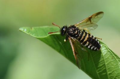 <i>Abia sericea</i>