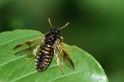 <i>Abia sericea</i>