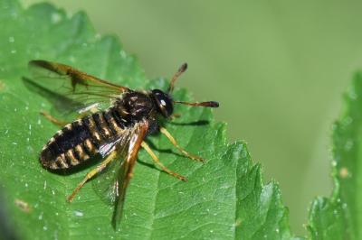 <i>Abia sericea</i>