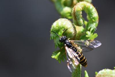 <i>Strongylogaster multifasciata</i>