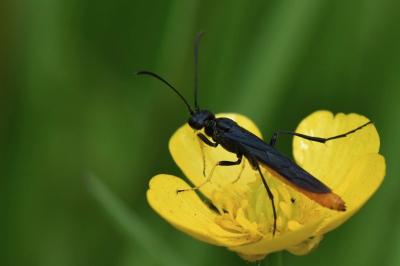 <i>Calameuta pygmaea</i>