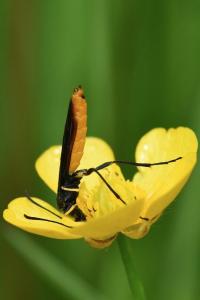<i>Calameuta pygmaea</i>