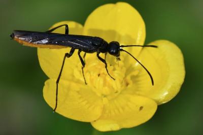 <i>Calameuta pygmaea</i>