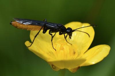 <i>Calameuta pygmaea</i>