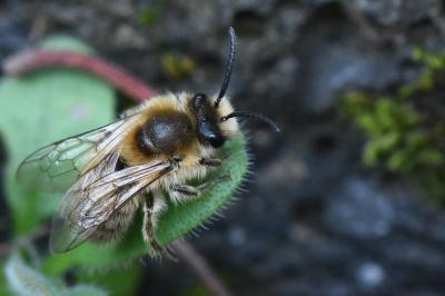 <i>Colletes cunicularius</i>
