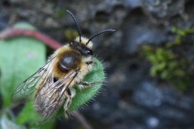 Colletes cunicularius