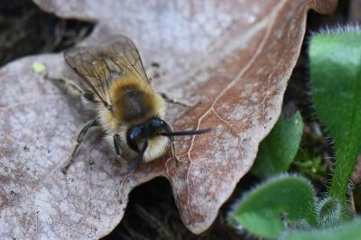 <i>Colletes cunicularius</i>