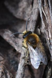 <i>Colletes cunicularius</i>