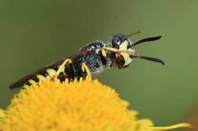 Philanthe apivore