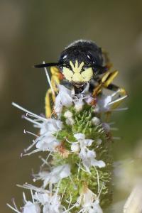Philanthe apivore