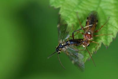 Mouche-à-scie perlée