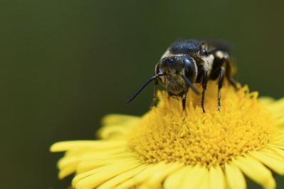 <i>Coelioxys</i>