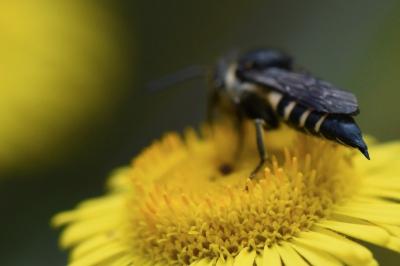 <i>Coelioxys</i>