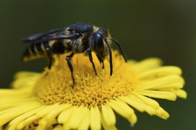 <i>Coelioxys</i>