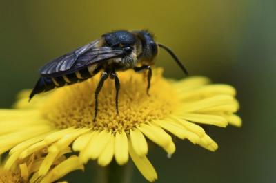 <i>Coelioxys</i>