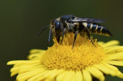 <i>Coelioxys</i>
